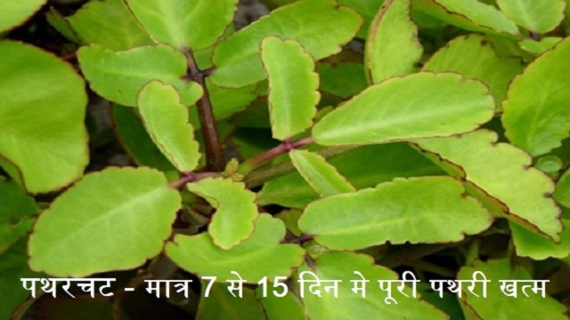 मात्र 7 से 15 दिन मे पूरी पथरी खत्म
