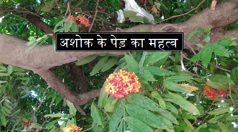 अशोक के पेड़ का महत्व