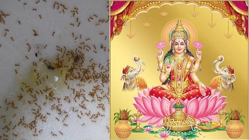 चींटियों को आटा खिलाने से क्या लाभ
