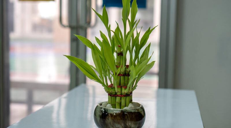 फेंगशुई से मालामाल होगी आपकी दुकान