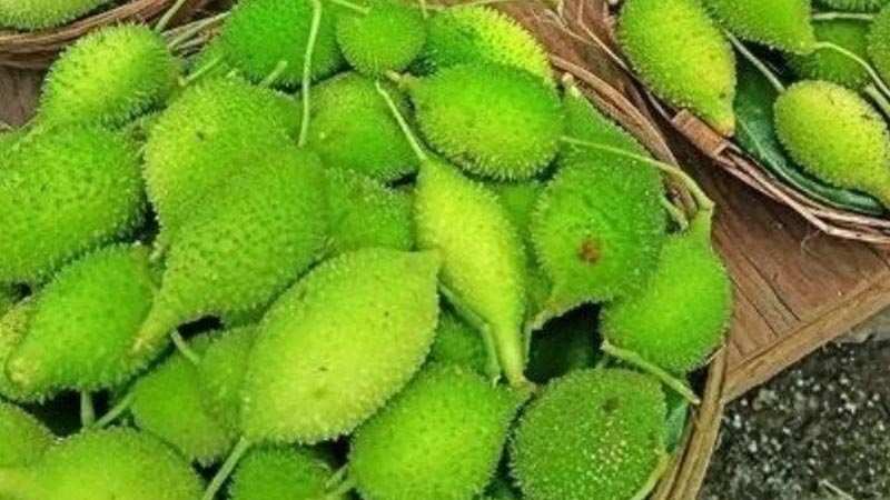 कंटोला सब्जी के फायदे